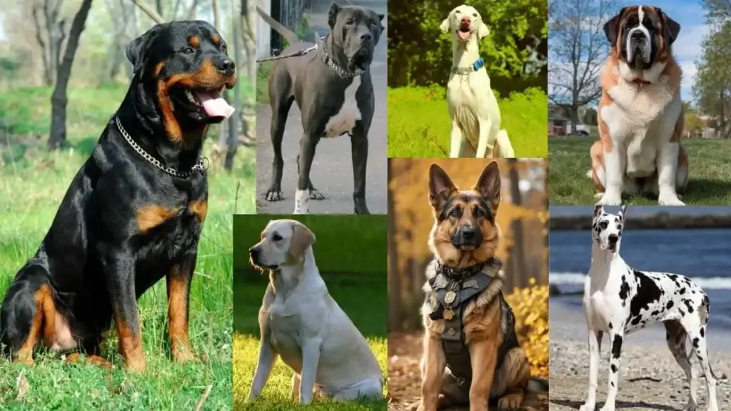 big dog breeds popular in India including Great Dane, Saint Bernard, and Rottweiler